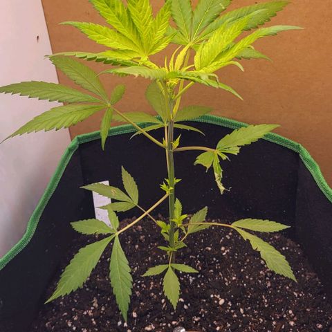 Sky OG. growlog photo: Yesterday since I got my grow lights, I had my plant under the light for about 3-4 hours then complete darkness overnight. This will be the start of the 16/8 light cycle. This morning right before leaving work, turned them on and just as I'm getting gome at 5pm so far with 13 hours of the grow lights the plant is literally jumping of joy! Look how high those top leaves are reaching compared to yesterday! Light implementation, water mist, and soil was moisten as well and the plant is looking so much better already. Now to install the mylar that finally arrived. 