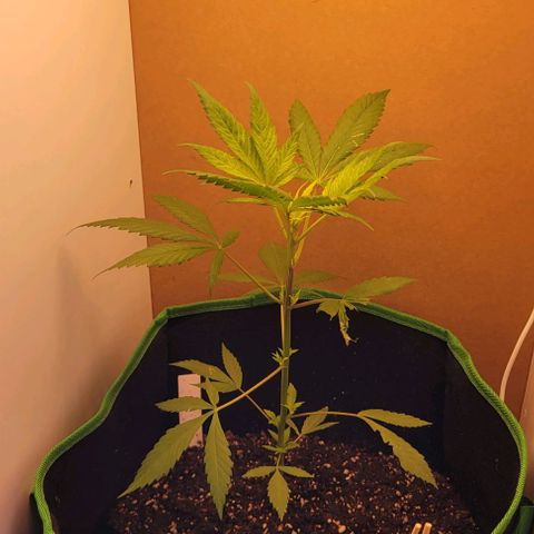 Sky OG. growlog photo: Yesterday since I got my grow lights, I had my plant under the light for about 3-4 hours then complete darkness overnight. This will be the start of the 16/8 light cycle. This morning right before leaving work, turned them on and just as I'm getting gome at 5pm so far with 13 hours of the grow lights the plant is literally jumping of joy! Look how high those top leaves are reaching compared to yesterday! Light implementation, water mist, and soil was moisten as well and the plant is looking so much better already. Now to install the mylar that finally arrived. 