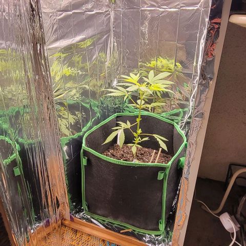 Sky OG. growlog photo: Mylar is finally installed inside! Looks so bright in there! It's evening now so time for lights out till tomorrow morning. Then it will have about 13 hours of light with the mylar after I get home. Will see how see looks then! 