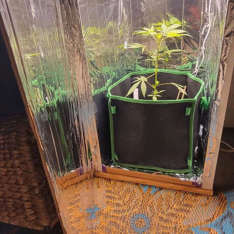 Sky OG. growlog photo: Mylar is finally installed inside! Looks so bright in there! It's evening now so time for lights out till tomorrow morning. Then it will have about 13 hours of light with the mylar after I get home. Will see how see looks then! 
