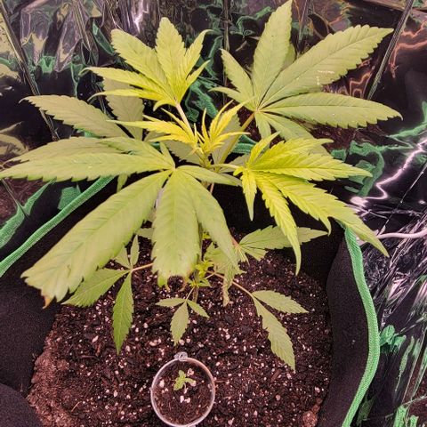 Sky OG. growlog photo: Mylar is finally installed inside! Looks so bright in there! It's evening now so time for lights out till tomorrow morning. Then it will have about 13 hours of light with the mylar after I get home. Will see how see looks then! 