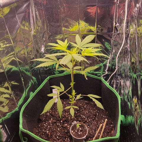 Sky OG. growlog timeline photo