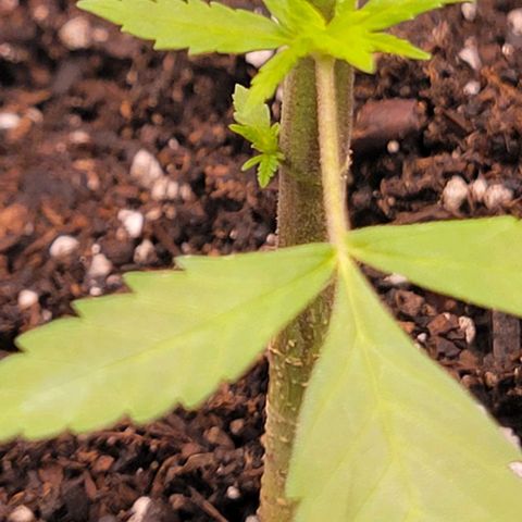 Sky OG. growlog photo: Got about 8 solid growth nodes on this plant with the exceptionof the main growth tip . Here are a few pictures. 