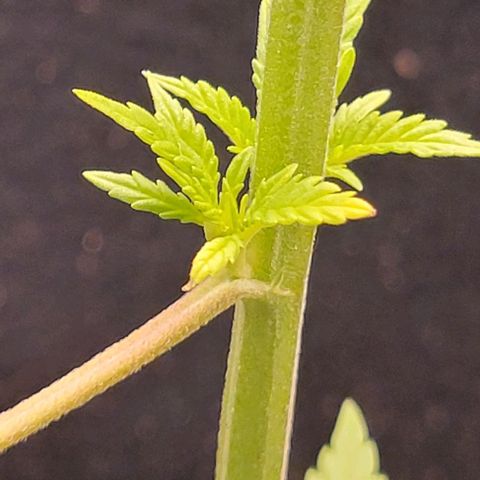 Sky OG. growlog photo: Got about 8 solid growth nodes on this plant with the exceptionof the main growth tip . Here are a few pictures. 