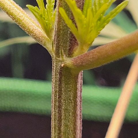 Sky OG. growlog photo: Got about 8 solid growth nodes on this plant with the exceptionof the main growth tip . Here are a few pictures. 