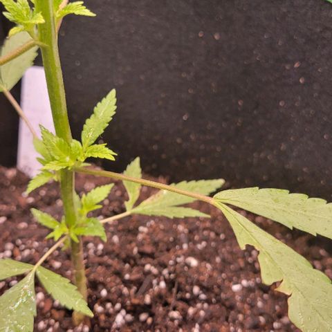 Sky OG. growlog photo: When I was transporting and first installing the Mylar, my cat was sneaky and started eating some of the leaves. He got three leaves unfortunately. Leaving them as is for now and letting the growth  nodes mature a bit more before trimig them off. Luckily she is doing well despite the little nibbles. 😀 