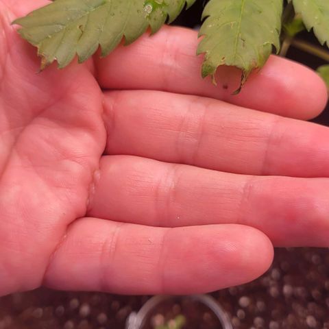 Sky OG. growlog photo: When I was transporting and first installing the Mylar, my cat was sneaky and started eating some of the leaves. He got three leaves unfortunately. Leaving them as is for now and letting the growth  nodes mature a bit more before trimig them off. Luckily she is doing well despite the little nibbles. 😀 