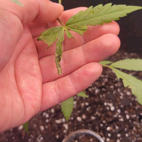 Sky OG. growlog photo: When I was transporting and first installing the Mylar, my cat was sneaky and started eating some of the leaves. He got three leaves unfortunately. Leaving them as is for now and letting the growth  nodes mature a bit more before trimig them off. Luckily she is doing well despite the little nibbles. 😀 