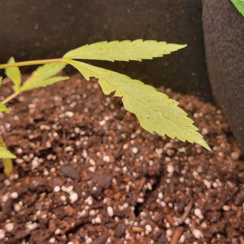 Sky OG. growlog photo: When I was transporting and first installing the Mylar, my cat was sneaky and started eating some of the leaves. He got three leaves unfortunately. Leaving them as is for now and letting the growth  nodes mature a bit more before trimig them off. Luckily she is doing well despite the little nibbles. 😀 