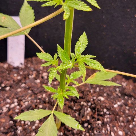 Sky OG. growlog photo: The growth nodes have almost doubled in size over night! She is looking very green today! There is more growrh peeking at the top, will see thay develop in the next few days. Very light water mist. Very humid outside. Will be getting a hydrometer/ thermometer soon so I can actually see what's going inside the grow tent compared to outside. 

I still don't know if this is for sure an auto flower and if it's feminized but we will know soon as we see the growth and how fast. 