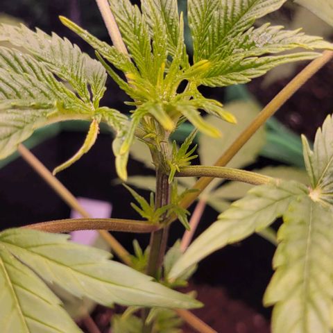 Sky OG. growlog photo: The growth nodes have almost doubled in size over night! She is looking very green today! There is more growrh peeking at the top, will see thay develop in the next few days. Very light water mist. Very humid outside. Will be getting a hydrometer/ thermometer soon so I can actually see what's going inside the grow tent compared to outside. 

I still don't know if this is for sure an auto flower and if it's feminized but we will know soon as we see the growth and how fast. 