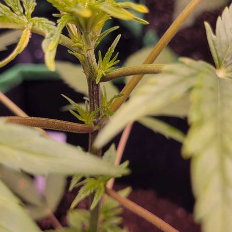 Sky OG. growlog photo: The growth nodes have almost doubled in size over night! She is looking very green today! There is more growrh peeking at the top, will see thay develop in the next few days. Very light water mist. Very humid outside. Will be getting a hydrometer/ thermometer soon so I can actually see what's going inside the grow tent compared to outside. 

I still don't know if this is for sure an auto flower and if it's feminized but we will know soon as we see the growth and how fast. 