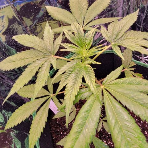 Sky OG. growlog photo: The growth nodes have almost doubled in size over night! She is looking very green today! There is more growrh peeking at the top, will see thay develop in the next few days. Very light water mist. Very humid outside. Will be getting a hydrometer/ thermometer soon so I can actually see what's going inside the grow tent compared to outside. 

I still don't know if this is for sure an auto flower and if it's feminized but we will know soon as we see the growth and how fast. 