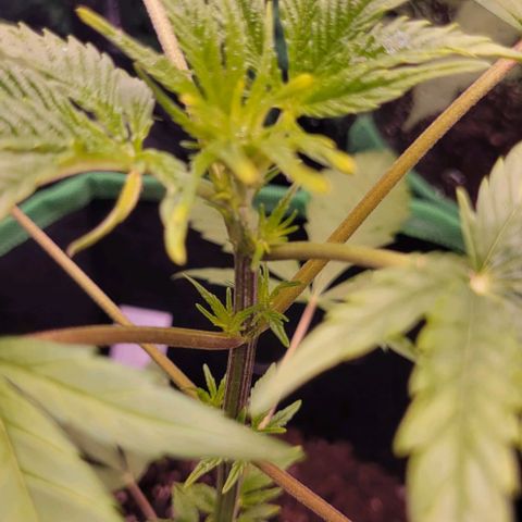 Sky OG. growlog photo: The growth nodes have almost doubled in size over night! She is looking very green today! There is more growrh peeking at the top, will see thay develop in the next few days. Very light water mist. Very humid outside. Will be getting a hydrometer/ thermometer soon so I can actually see what's going inside the grow tent compared to outside. 

I still don't know if this is for sure an auto flower and if it's feminized but we will know soon as we see the growth and how fast. 