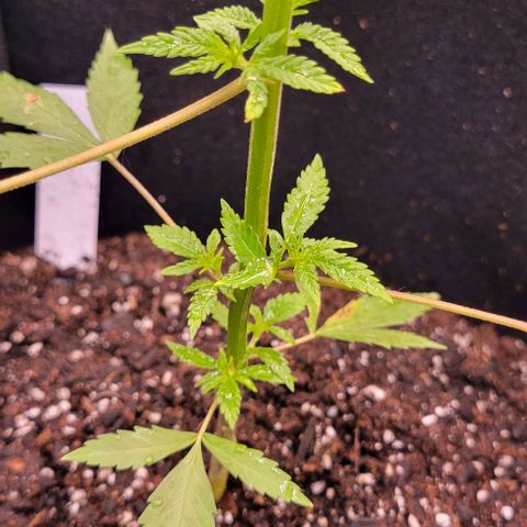 Sky OG. growlog photo: The growth nodes have almost doubled in size over night! She is looking very green today! There is more growrh peeking at the top, will see thay develop in the next few days. Very light water mist. Very humid outside. Will be getting a hydrometer/ thermometer soon so I can actually see what's going inside the grow tent compared to outside. 

I still don't know if this is for sure an auto flower and if it's feminized but we will know soon as we see the growth and how fast. 