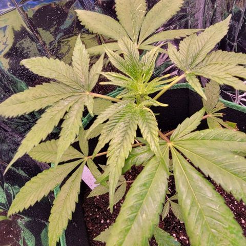 Sky OG. growlog timeline photo