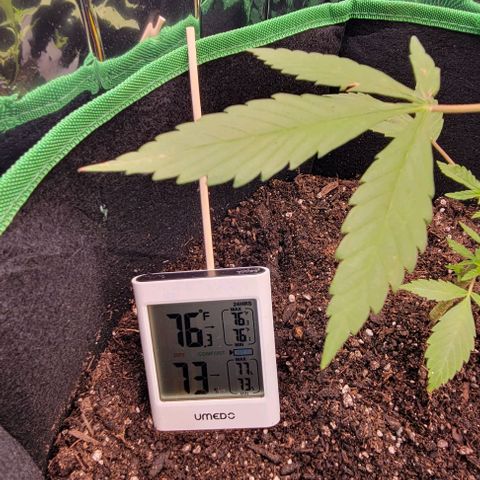 Sky OG. growlog photo: Got my hydrometer and thermometer in today. Tried it inside and then tried it outside and then inside the grow tent to calibrate and test out the direct areas compared to inside the tent. It stayed consisted between 73-77 degrees and between 73% - 86% humidity up until 8pm. I also got an timer so I don't have to go outside and 9pm and 4am to switch the grow lights on/off.  So I have it set for 16 hours of light, and 8 hours of darkness. On at 4am, off at 9pm. Looking good! 