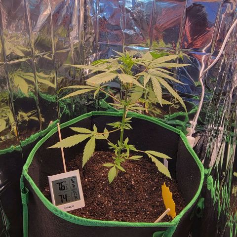 Sky OG. growlog photo: Got my hydrometer and thermometer in today. Tried it inside and then tried it outside and then inside the grow tent to calibrate and test out the direct areas compared to inside the tent. It stayed consisted between 73-77 degrees and between 73% - 86% humidity up until 8pm. I also got an timer so I don't have to go outside and 9pm and 4am to switch the grow lights on/off.  So I have it set for 16 hours of light, and 8 hours of darkness. On at 4am, off at 9pm. Looking good! 