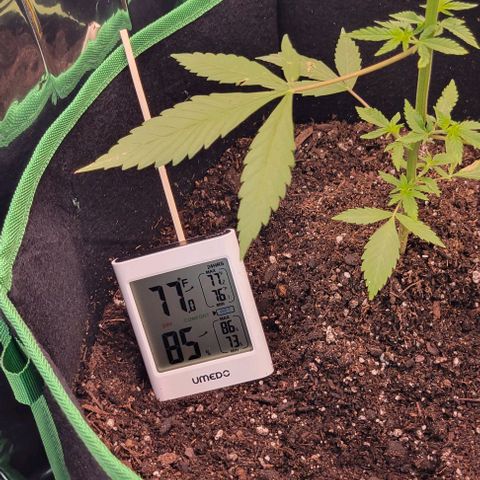 Sky OG. growlog photo: Got my hydrometer and thermometer in today. Tried it inside and then tried it outside and then inside the grow tent to calibrate and test out the direct areas compared to inside the tent. It stayed consisted between 73-77 degrees and between 73% - 86% humidity up until 8pm. I also got an timer so I don't have to go outside and 9pm and 4am to switch the grow lights on/off.  So I have it set for 16 hours of light, and 8 hours of darkness. On at 4am, off at 9pm. Looking good! 