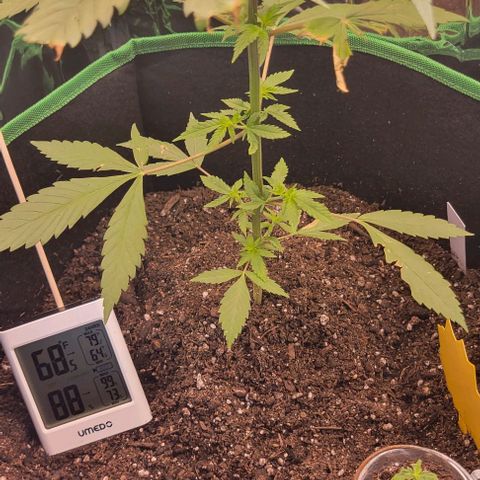 Sky OG. growlog photo: This was about 10am, first time I have opened the tent since last night and I can see the min max of the RH and temp. Pretty humid overnight. I've got it venting a bit while making sure my cats don't have access to the entry of the tent. Hoping that will at least let some of the air exchange but weather outside is not helping right now. Will track in the next few days and see how it's doing on humidity. 