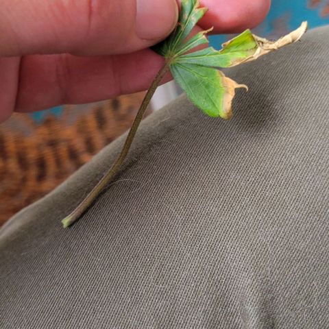 Sky OG. growlog photo: First official trim. Was able to successfully trim this dying leaf off now that the growth node attached to the same branch is mature enough. 