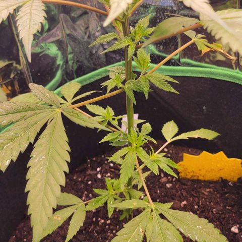 Sky OG. growlog photo: She is looking great! First time adding some fertilizer, and a Light water  mist. 