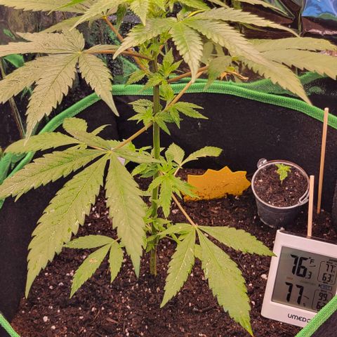 Sky OG. growlog photo: She is looking great! First time adding some fertilizer, and a Light water  mist. 