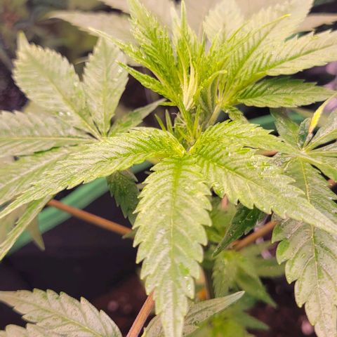 Sky OG. growlog photo: She is looking great! First time adding some fertilizer, and a Light water  mist. 