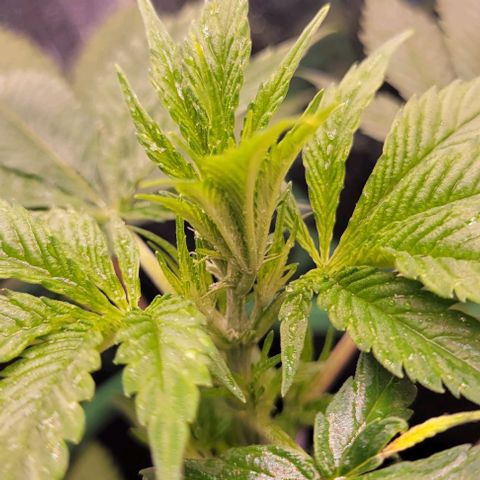 Sky OG. growlog photo: She is looking great! First time adding some fertilizer, and a Light water  mist. 