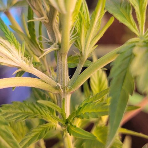 Sky OG. growlog photo: First signs of a female! Two little while pistils of the bottom of the growth tip. Woah! These just popped out almost overnight! I'm going to monitor these next few days to make sure its full female and no other sexual organs developing elsewhere. 