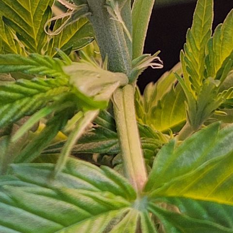 Sky OG. growlog photo: First signs of a female! Two little while pistils of the bottom of the growth tip. Woah! These just popped out almost overnight! I'm going to monitor these next few days to make sure its full female and no other sexual organs developing elsewhere. 