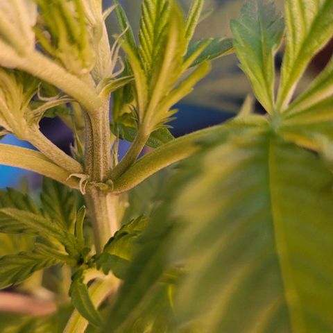 Sky OG. growlog photo: First signs of a female! Two little while pistils of the bottom of the growth tip. Woah! These just popped out almost overnight! I'm going to monitor these next few days to make sure its full female and no other sexual organs developing elsewhere. 