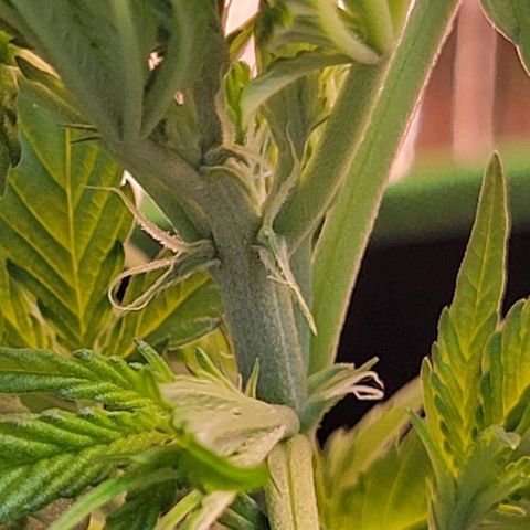 Sky OG. growlog photo: First signs of a female! Two little while pistils of the bottom of the growth tip. Woah! These just popped out almost overnight! I'm going to monitor these next few days to make sure its full female and no other sexual organs developing elsewhere. 