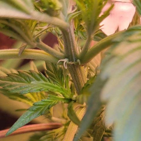 Sky OG. growlog photo: First signs of a female! Two little while pistils of the bottom of the growth tip. Woah! These just popped out almost overnight! I'm going to monitor these next few days to make sure its full female and no other sexual organs developing elsewhere. 