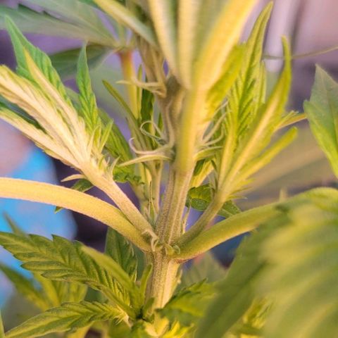 Sky OG. growlog photo: First signs of a female! Two little while pistils of the bottom of the growth tip. Woah! These just popped out almost overnight! I'm going to monitor these next few days to make sure its full female and no other sexual organs developing elsewhere. 
