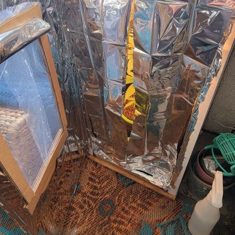 Sky OG. growlog photo: So I decided that I needed someking of vent for airflow if I wasn't committing to a fan inside the tent so I made an cutout window with a mesh for pest protection (also keep my cat out) . I also added a curtain of mylar draped down with a slit down the middle that way there is is a little light reflected In that direction rather than none. after about 15 minutes,  the temperature was around for 74-76 degrees and the humidity dropped 10% percent from 85% to 74%! The humidity hasn't been that low since I got the plant and started monitoring the RH/ temp. Seems like this will work for now. Will cover it over night and vent it out in the afternoons. 