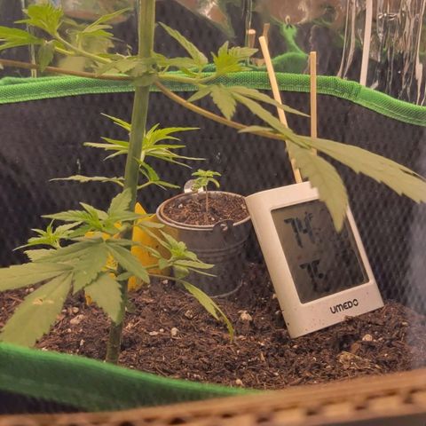Sky OG. growlog photo: So I decided that I needed someking of vent for airflow if I wasn't committing to a fan inside the tent so I made an cutout window with a mesh for pest protection (also keep my cat out) . I also added a curtain of mylar draped down with a slit down the middle that way there is is a little light reflected In that direction rather than none. after about 15 minutes,  the temperature was around for 74-76 degrees and the humidity dropped 10% percent from 85% to 74%! The humidity hasn't been that low since I got the plant and started monitoring the RH/ temp. Seems like this will work for now. Will cover it over night and vent it out in the afternoons. 