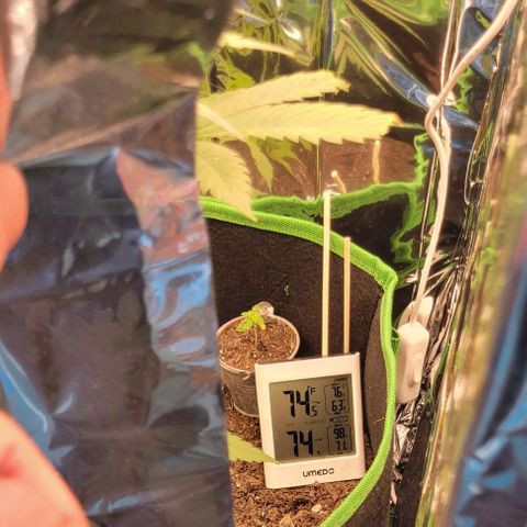 Sky OG. growlog photo: So I decided that I needed someking of vent for airflow if I wasn't committing to a fan inside the tent so I made an cutout window with a mesh for pest protection (also keep my cat out) . I also added a curtain of mylar draped down with a slit down the middle that way there is is a little light reflected In that direction rather than none. after about 15 minutes,  the temperature was around for 74-76 degrees and the humidity dropped 10% percent from 85% to 74%! The humidity hasn't been that low since I got the plant and started monitoring the RH/ temp. Seems like this will work for now. Will cover it over night and vent it out in the afternoons. 
