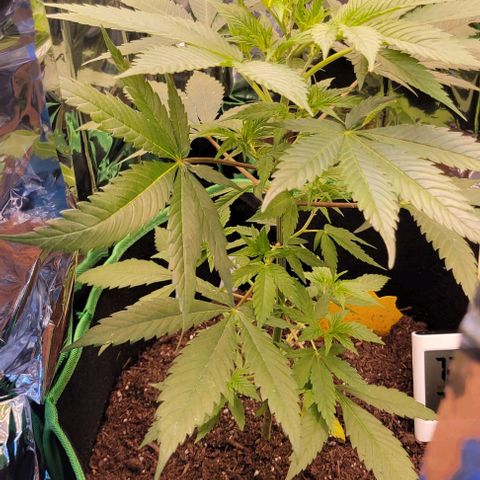 Sky OG. growlog timeline photo