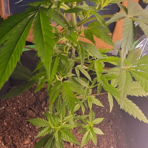 Sky OG. growlog photo: Aftermath of topping. 
Now, Grow my little one, grow! 