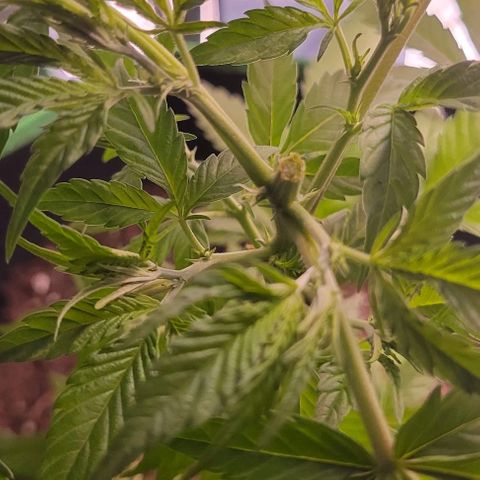 Sky OG. growlog photo: Aftermath of topping. 
Now, Grow my little one, grow! 