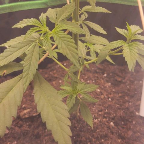 Sky OG. growlog photo: Aftermath of topping. 
Now, Grow my little one, grow! 