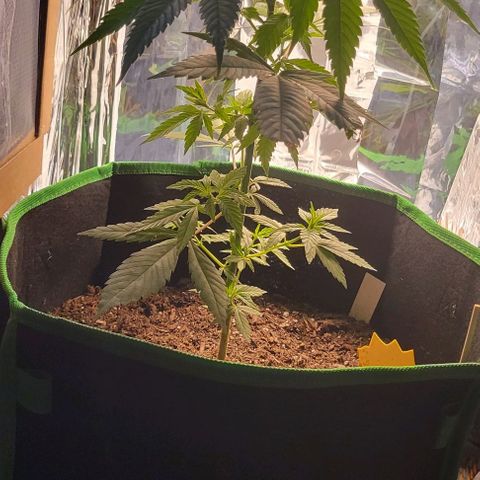 Sky OG. growlog photo: Aftermath of topping. 
Now, Grow my little one, grow! 