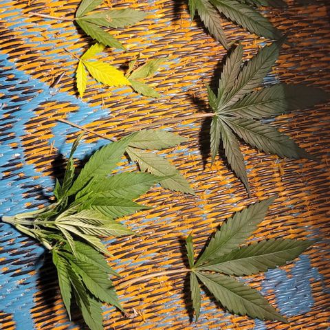 Sky OG. growlog photo: Aftermath of topping. 
Now, Grow my little one, grow! 