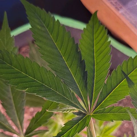 Sky OG. growlog photo: Aftermath of topping. 
Now, Grow my little one, grow! 