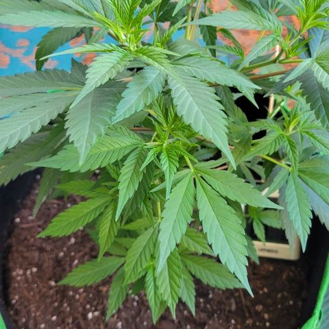 Sky OG. growlog timeline photo