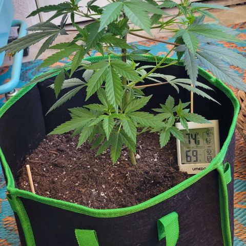 Sky OG. growlog timeline photo
