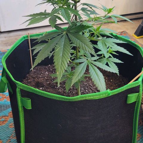 Sky OG. growlog timeline photo