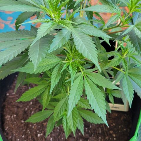Sky OG. growlog timeline photo