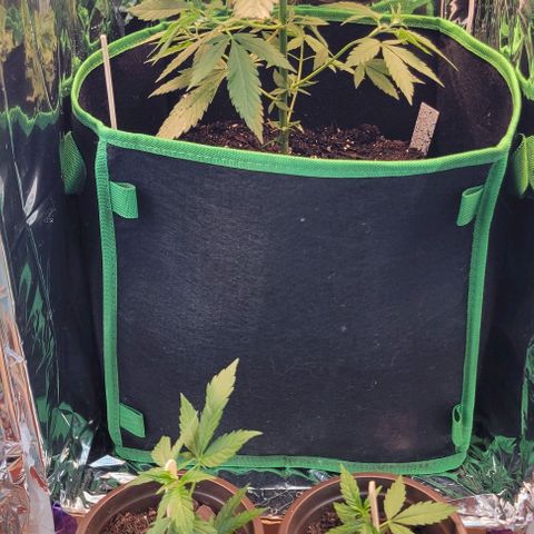 Sky OG. growlog photo: Two clones!!! Let's see what happens! Went from one plant, two and now 4 plants! Luckily I already have a home for these two babies. 